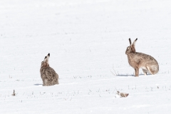 Brown Hares in Snow