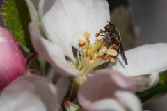 Bee on Apple Blossom